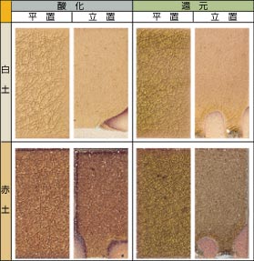 ���r�[�h����